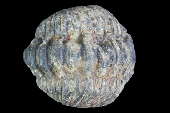 Small Enrolled Acastoides Trilobite Fossil - Morocco #76431